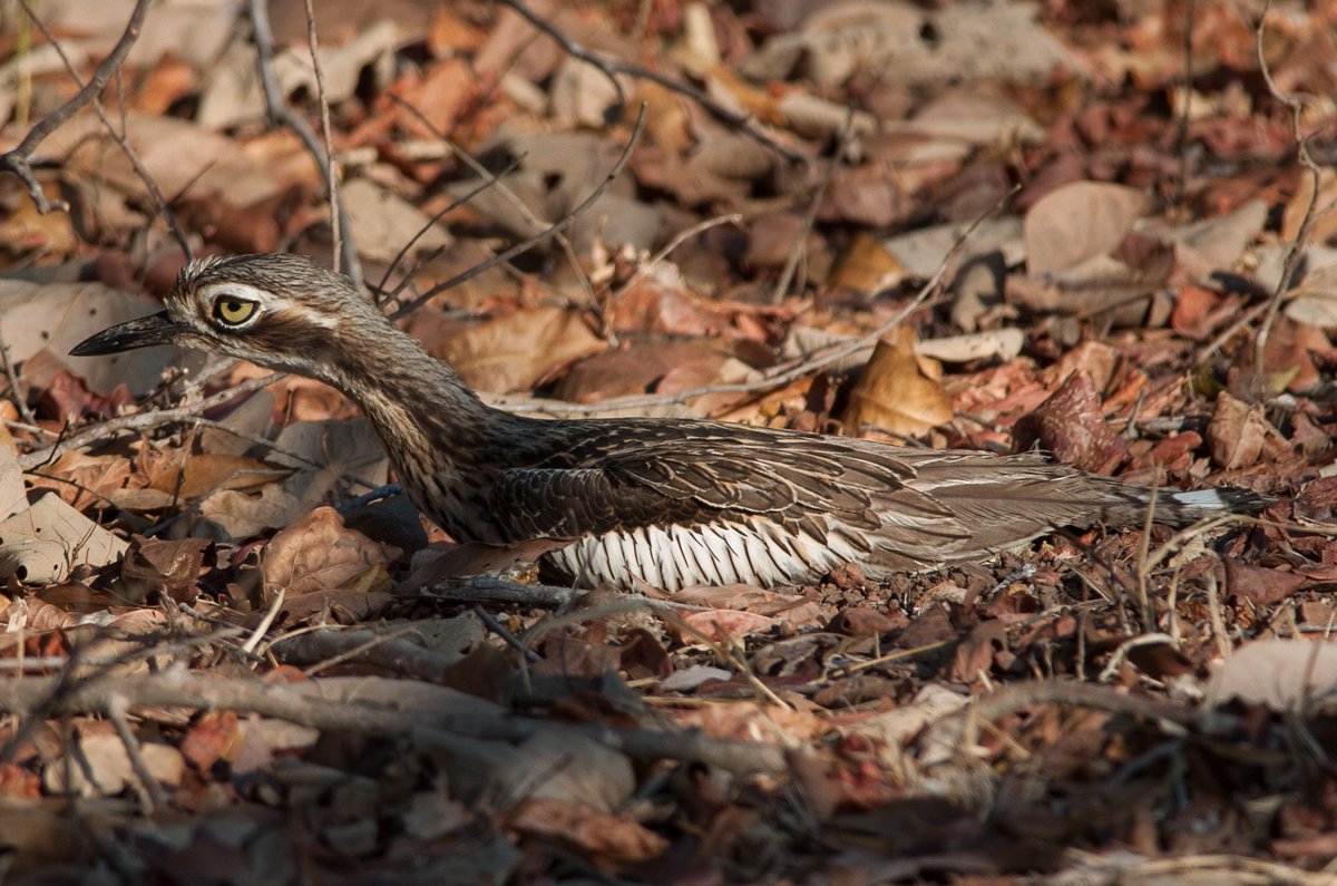 The Bush Stone Curlew as a harbinger of death—Bird of the Week.
The Curlew is deeply embedded in Tiwi history & culture but how did the story of Purrukapali come back to haunt the island in the mid-2000s?
thenorthernmyth.com/2010/09/27/bir…
#Tiwi #birds #ethnobiology #ethnoornithology #Death