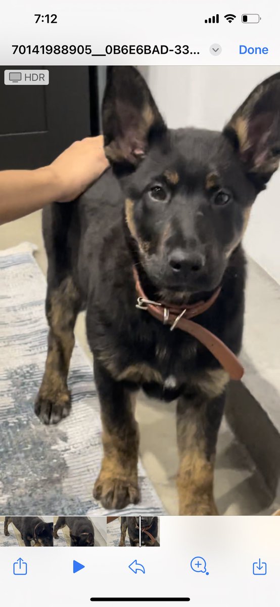 heyitsgiselle_'s tweet photo. Found dog!!
She was found in the Costco parking lot in Alhambra📍
pls dm if you know anyone who recently lost their dog or know the owner, we dont want to take her to the pound :( https://t.co/m1fxQTpn7L