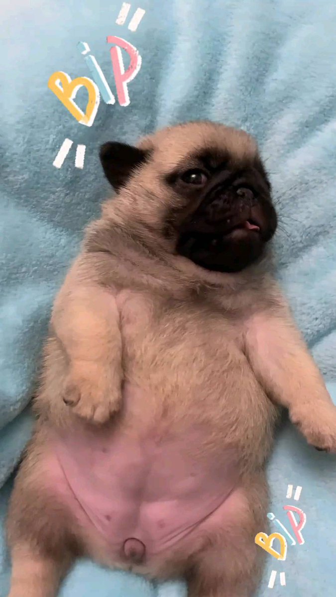 pugloverpublic's tweet photo. 😍😍😍😍😍 ~ double tap ❤❤ https://t.co/IxgczMz8Cl