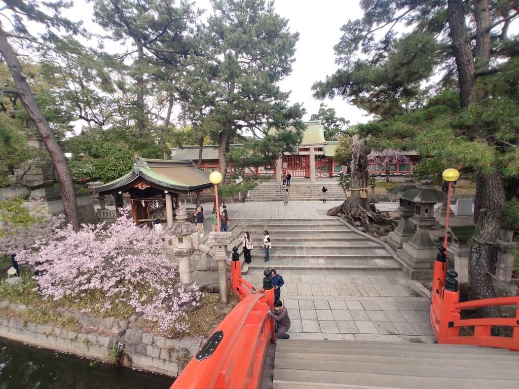 Bob_OGTB's tweet photo. Osaka's cherry blossoms are about 50% open &amp; supposed to reach peak bloom on March28🌸

These are the trees at Sumiyoshi Taisha yesterday⛩️ https://t.co/eAiPZpshtu