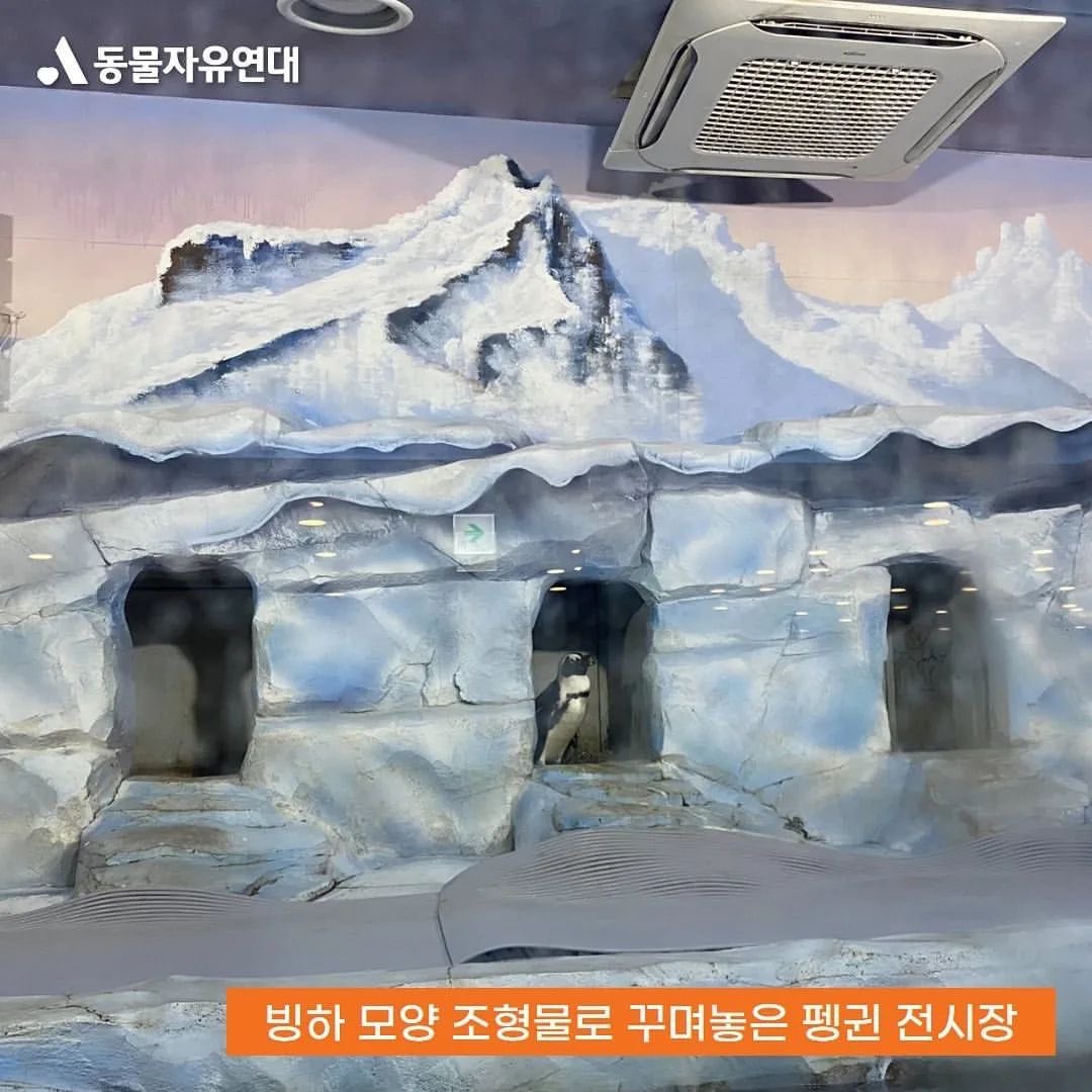 saramdangdang2's tweet photo. 동물원이라는 이상한 장소에 대하여- 마취총으로 포획하는 얼룩말, 초원이 그려진 콘크리트 벽 앞에 전시중인 사자, 빙하모형 조형물로 꾸며놓은 펭귄전시장, 사막대신 모래를 깔아 연출한 사막여우 전시장 #동물원폐지 https://t.co/eT6YrfBSCB