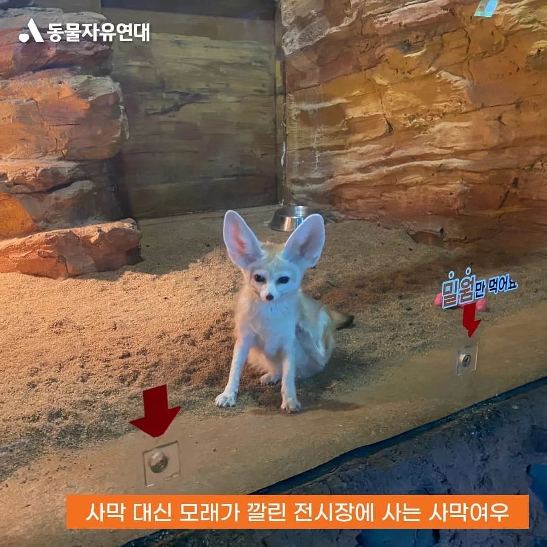 saramdangdang2's tweet photo. 동물원이라는 이상한 장소에 대하여- 마취총으로 포획하는 얼룩말, 초원이 그려진 콘크리트 벽 앞에 전시중인 사자, 빙하모형 조형물로 꾸며놓은 펭귄전시장, 사막대신 모래를 깔아 연출한 사막여우 전시장 #동물원폐지 https://t.co/eT6YrfBSCB