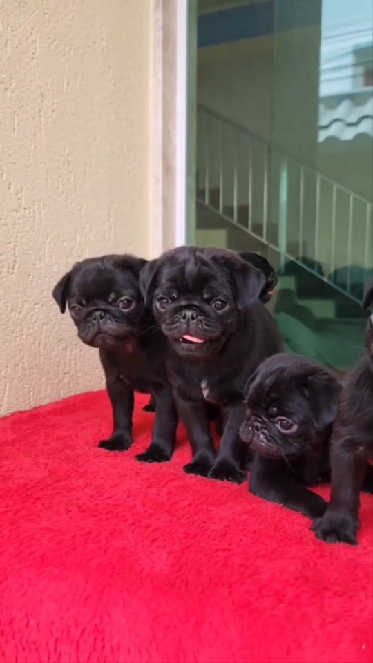 pugloverpublic's tweet photo. How cute they are?❤️❤️❤️ https://t.co/MA2XsWjl64