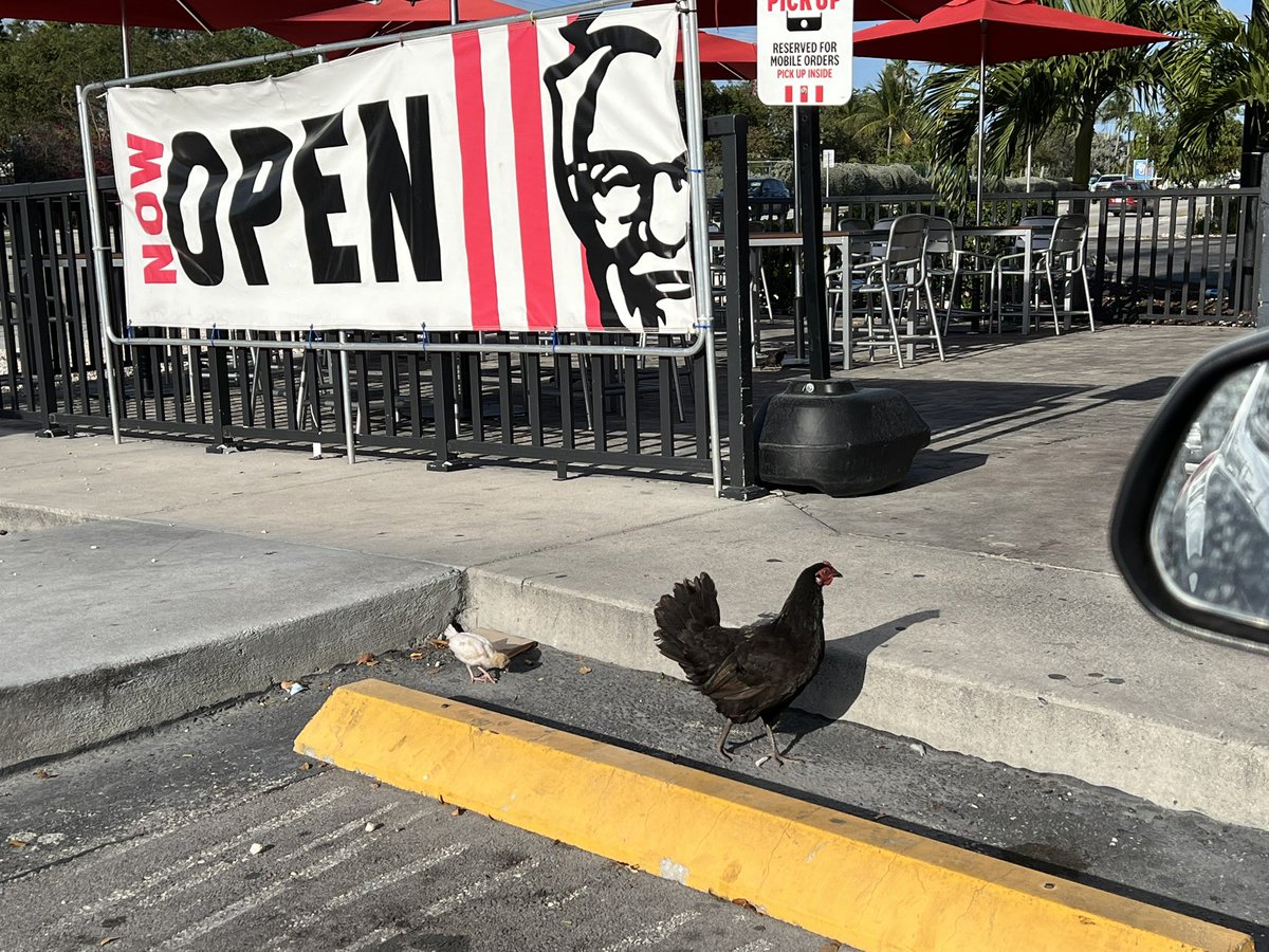 andreawhite85's tweet photo. When your dinner walks into the restaurant with you! 🤣🤣 #whowantschicken #kfc #dinnertime #yum https://t.co/TBVOEO6BpV