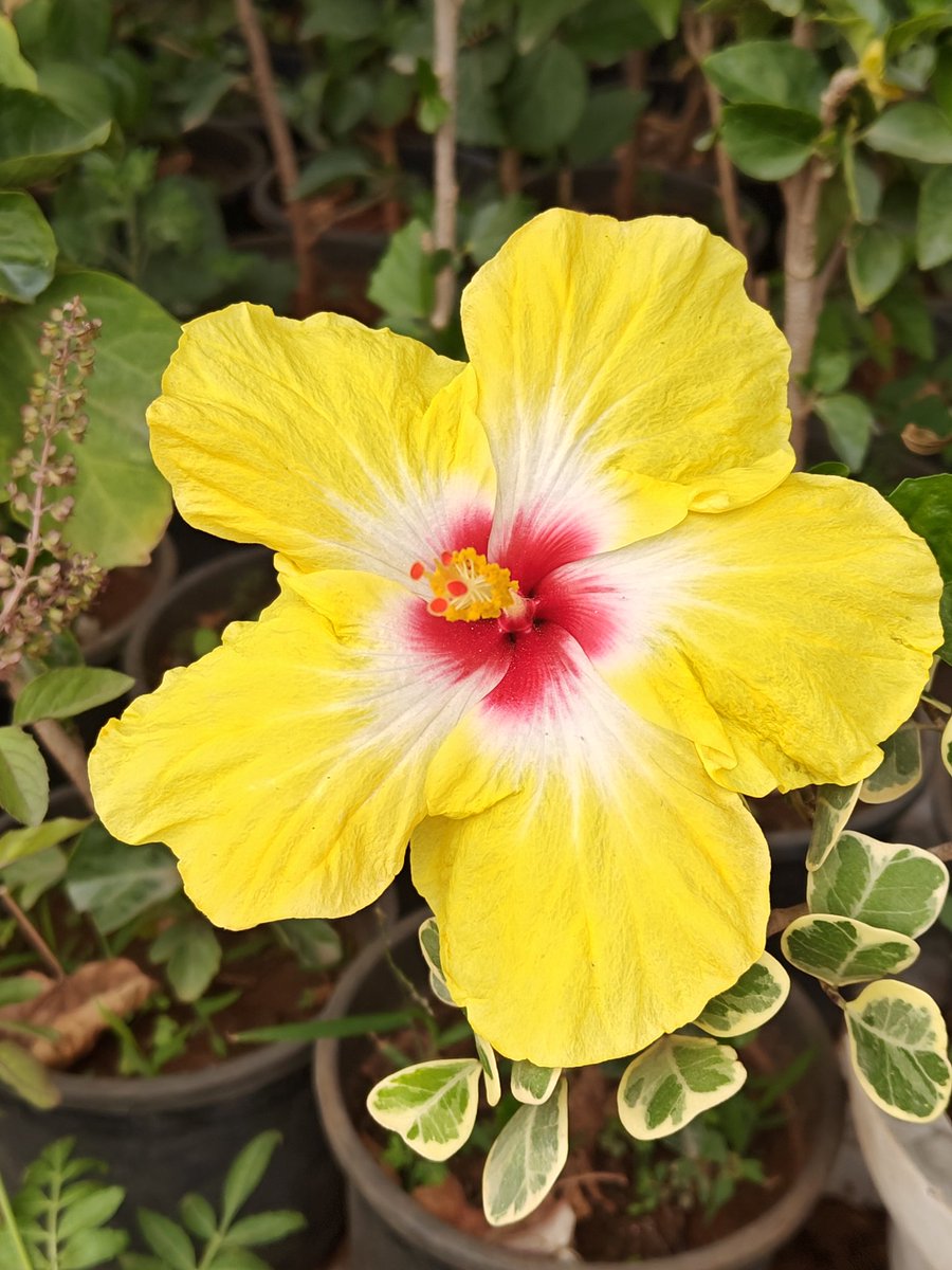 rajsol29's tweet photo. Good morning World 🙏🌹🙏
#hibiscus #hibiscusflower #hibiscustea #gardeningfacebook #gardenoffacebook #mondaymotivation
#floweroftheday #roseflower #roses #gardenoftwitter
#rose #roseplant
#adeniumlover #adenium #adeniumflower #adeniumplant #GardeningTwitter #adeniumplantsinjodhpur
#garden #gardening #flowerplants #flowers #plants #summer #rajgardenlants #rookhrajpaudhshala #plantnursery #nurserynearme
#rareplants #summerflowers
https://t.co/yY42Z8USLC
#RahulGandhi