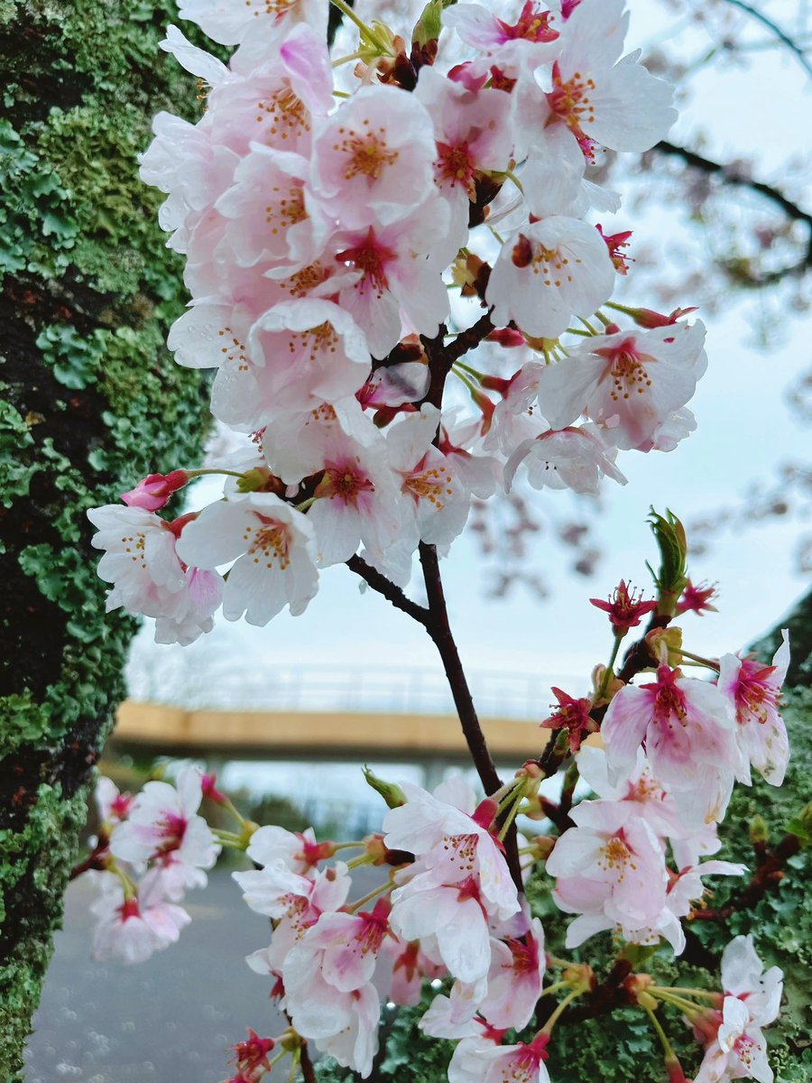 「桜を見に行かないかと熱いお誘いを受けたので唐津へごー!お天気はあいにくだけど、雨」|華子のイラスト