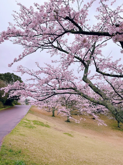 桜を見に行かないかと熱いお誘いを受けたので唐津へごー!お天気はあいにくだけど、雨にぬれた桜もキレイだった(*'ㅂ`*)展望台からは虹の松原やうっすらと唐津城も見えたよ(3枚目の写真の濃い緑の帯が虹の松原)そして今からイカ刺し食べてくる!! 
