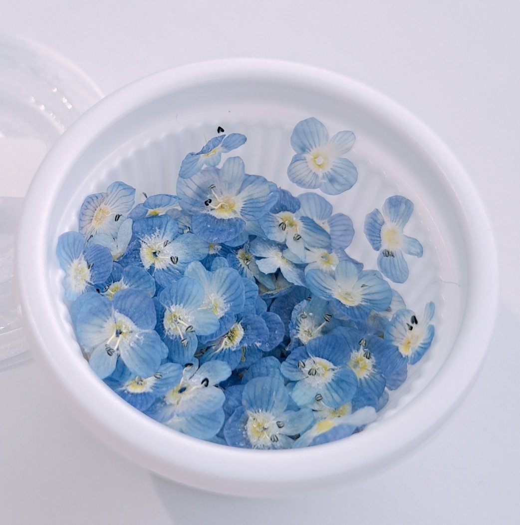 yuzuta_34's tweet photo. オオイヌノフグリのドライフラワー販売中です♡
小さいお花なので、レジンに使いやすいですよ～＼(*⌒0⌒)♪ https://t.co/QgjJNpk6jv
