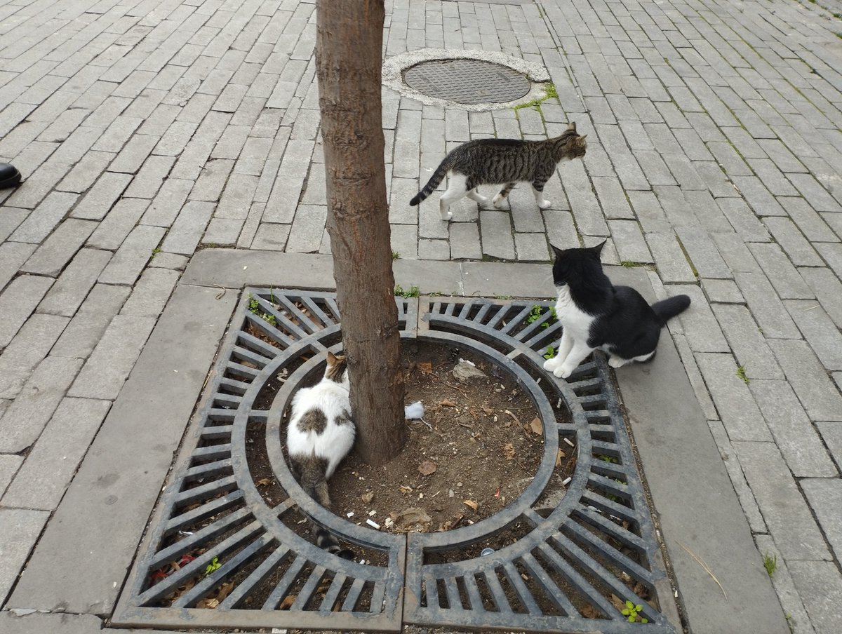 TbilisiCats's tweet photo. https://t.co/PBzzfb6U9L