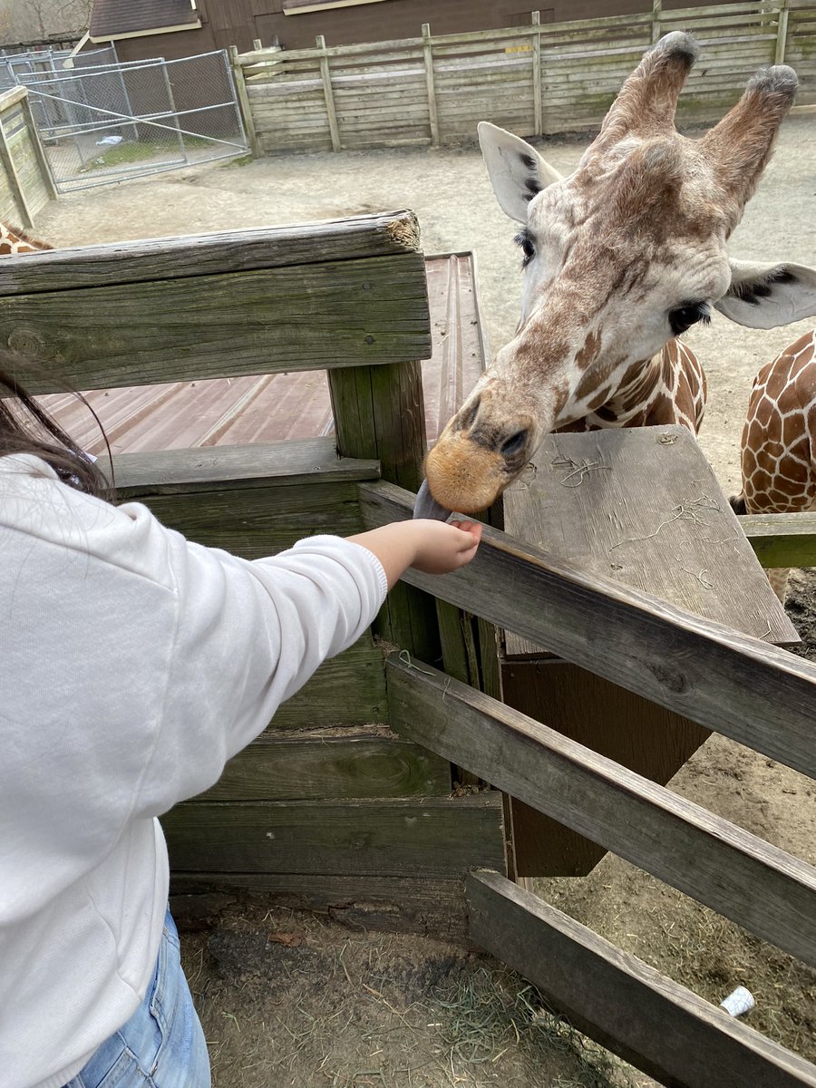 David Altizer (@davidaltizer9) on Twitter photo 6th graders took a field trip to the Richmond Zoo this week, I went Weds and <a href="/drfortune1979/">Scott Fortune</a> took Thursday. The Giraffes were definitely my favorite part. First FT for most of our kids in over 3 years! 6th graders took a field trip to the Richmond Zoo this week, I went Weds and <a href="/drfortune1979/">Scott Fortune</a> took Thursday. The Giraffes were definitely my favorite part. First FT for most of our kids in over 3 years!