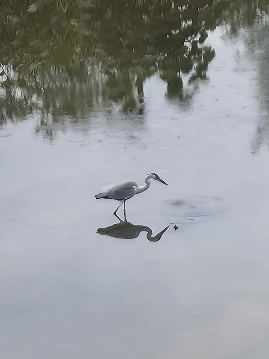Ravin229Ravin's tweet image. Visitors at Tampines Eco Green Park.