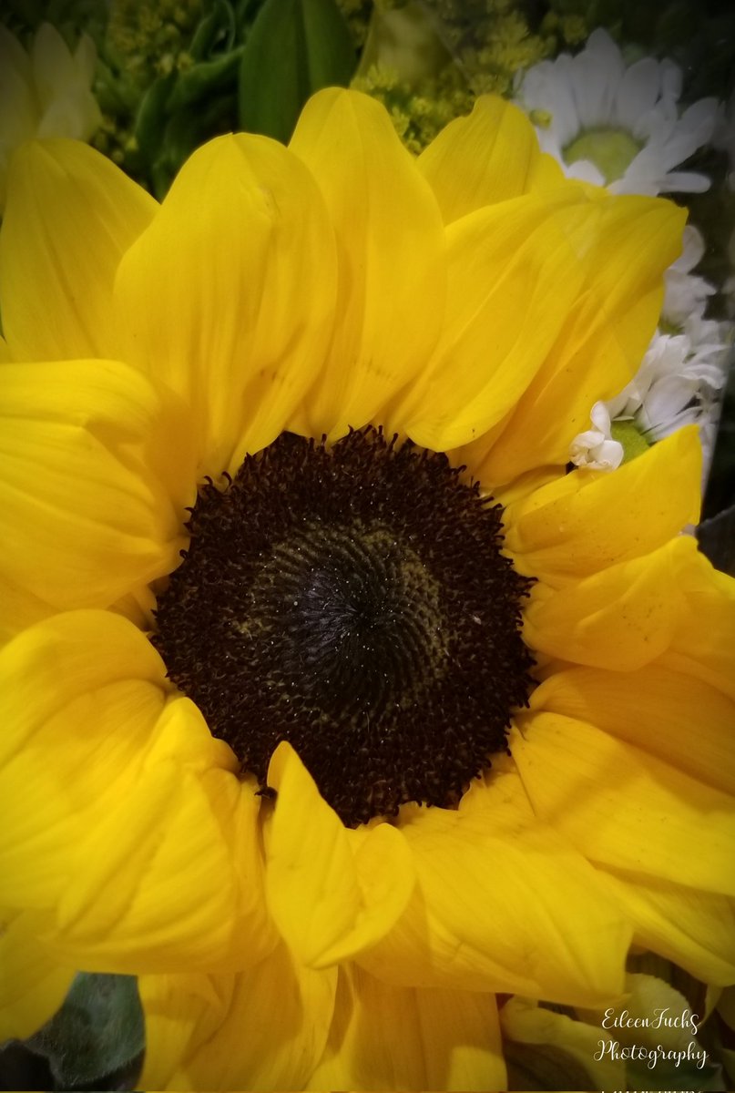 ℍ𝕚𝕥esh on Twitter "RT HomeSweetFL1 "What sunshine is to flowers
