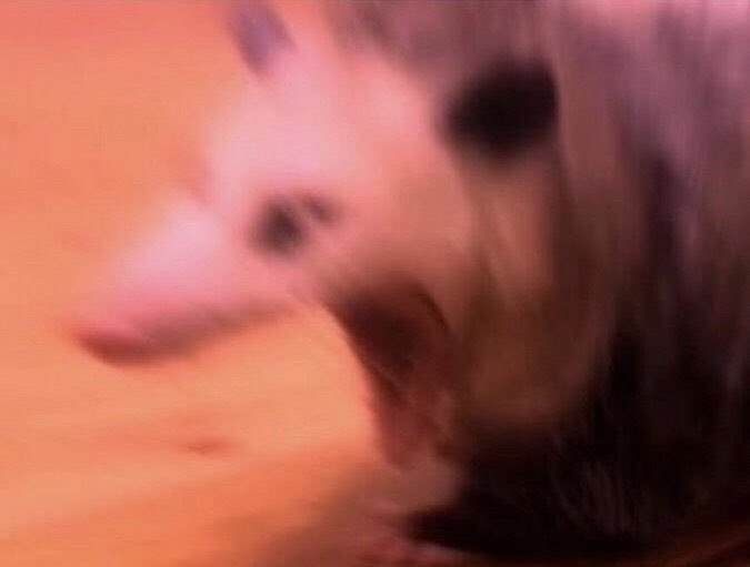 First night in new house, first night in new bed. Dubs