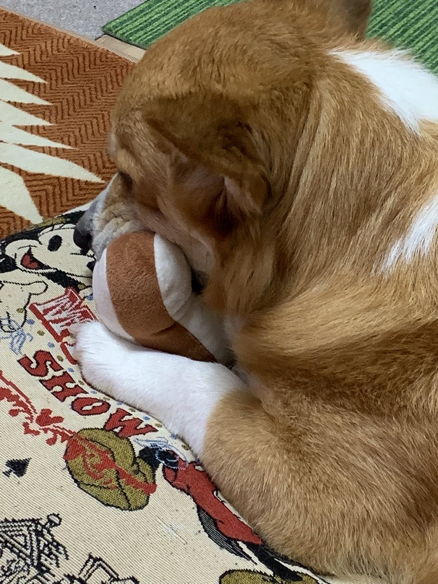 「雨が強いと犬がしないのでどうかな〜と思ったけど今日はぎりぎりOKだった模様w今日」|らくだ：ぼくいつ! 1巻出ました!のイラスト