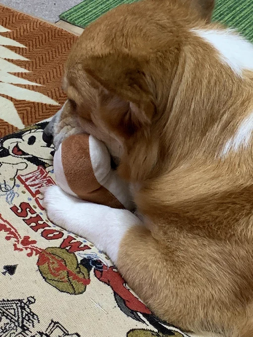雨が強いと犬がしないのでどうかな〜と思ったけど今日はぎりぎりOKだった模様w今日も元気に食パンはむはむして腐らせてる 
