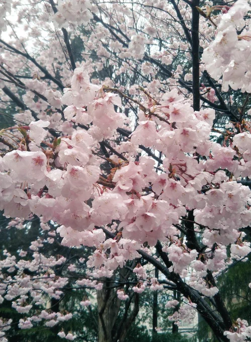 仙台桜開花宣言なのね〜 雨だけど錦町公園の桜は見たよ! 