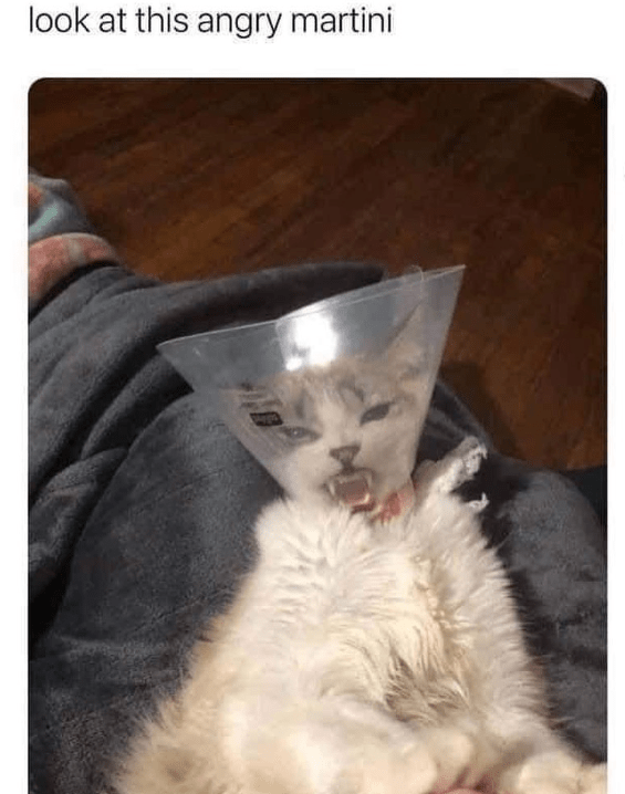 WholesomeMeme's tweet image. 