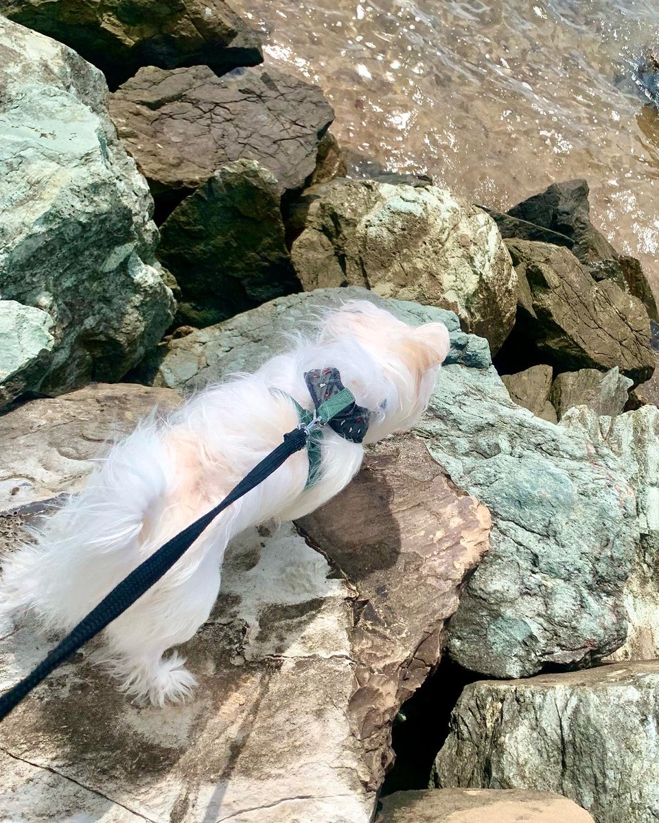 saltywavedog's tweet photo. Hey pals π¦π My #sundayshenanigans πΆβοΈπ΄ Have a good weekend π¦ Luv Rocky
#dogwalk #dogsoftwitter #dogsthatexplore #doggosdoingthings #dogsonadventures #dogstagram #dogoftheday #dogsofaustralia #doglovers #saltywavedog https://t.co/C7WhM8Nm9K
