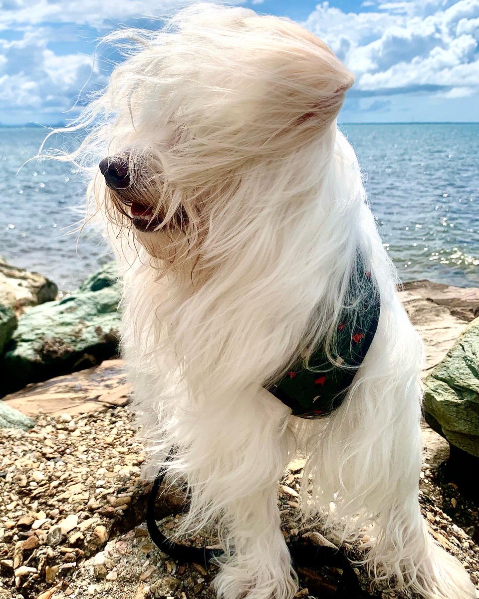 saltywavedog's tweet photo. Hey pals π¦π My #sundayshenanigans πΆβοΈπ΄ Have a good weekend π¦ Luv Rocky
#dogwalk #dogsoftwitter #dogsthatexplore #doggosdoingthings #dogsonadventures #dogstagram #dogoftheday #dogsofaustralia #doglovers #saltywavedog https://t.co/C7WhM8Nm9K
