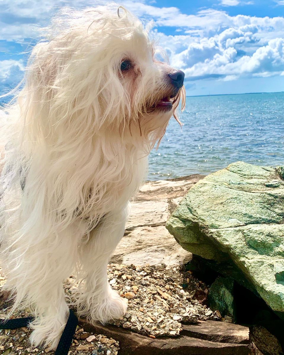saltywavedog's tweet photo. Hey pals π¦π My #sundayshenanigans πΆβοΈπ΄ Have a good weekend π¦ Luv Rocky
#dogwalk #dogsoftwitter #dogsthatexplore #doggosdoingthings #dogsonadventures #dogstagram #dogoftheday #dogsofaustralia #doglovers #saltywavedog https://t.co/C7WhM8Nm9K