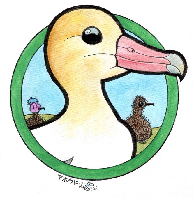 「缶バッジの鳥たち」、今回はアホウドリを描いてみました。 