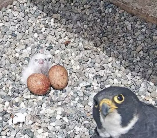 the_pcc_eaglet's tweet photo. https://t.co/yCgUaUXABr