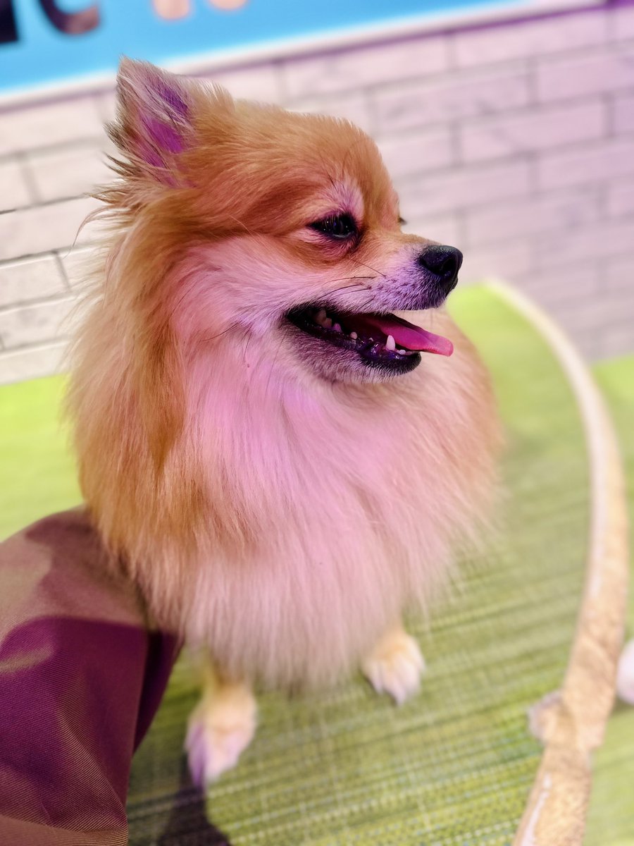 Watage0203rio's tweet photo. わたげちゃん❣️
この笑顔は最高だったよー
今日のわたげちゃんも笑ってるといいなぁ
#わたげ #犬 #犬のいる幸せ #わん #わんちゃん 

Watage-chan ❣️ That smile was the best! I hope Watage-chan is smiling today too. #Watage #dog #happinesswithdogs #miss #love https://t.co/GhVYTcUQAT