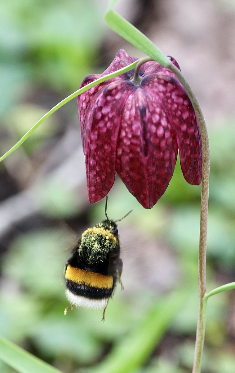 ChroniqueJardin's tweet photo. D'une Fritillaire pintade l'autre... Bourdon terrestre poudré de pollen jaune. #FleursSauvages #Bourdon #PrairiesHumides #MaraisPoitevin https://t.co/9HVHdpnTje