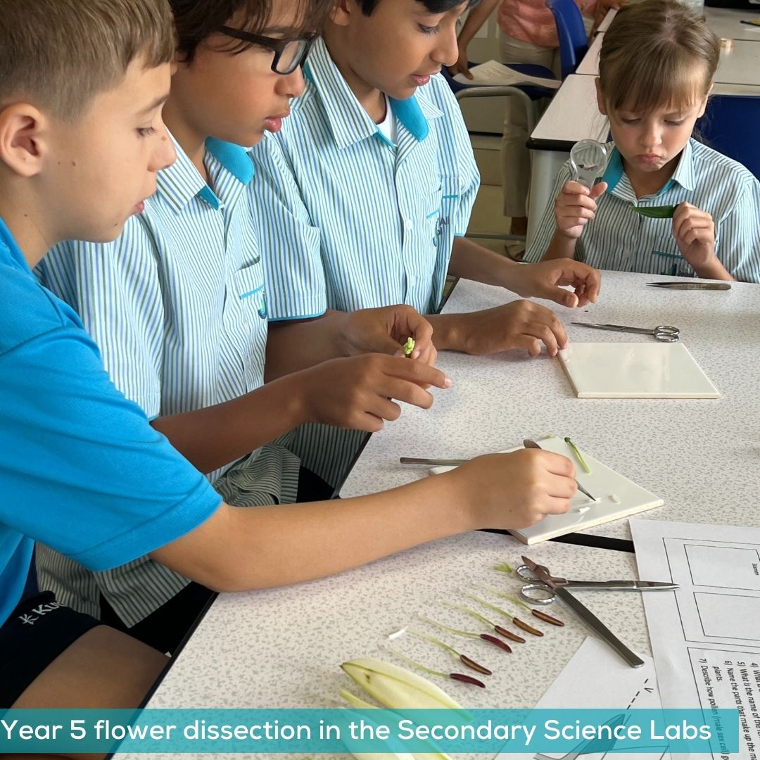 jebelalischool's tweet photo. Last week, Yr 5 took their learning about the anatomy of flowers to the Secondary Science labs to dissect flowers. A great opportunity for them to be in the secondary environment.
#Become #JASTransition #JASPrimary #JASSecondary #JASScience #InspiringYoungMinds @Taaleem https://t.co/L0AAeb5guK