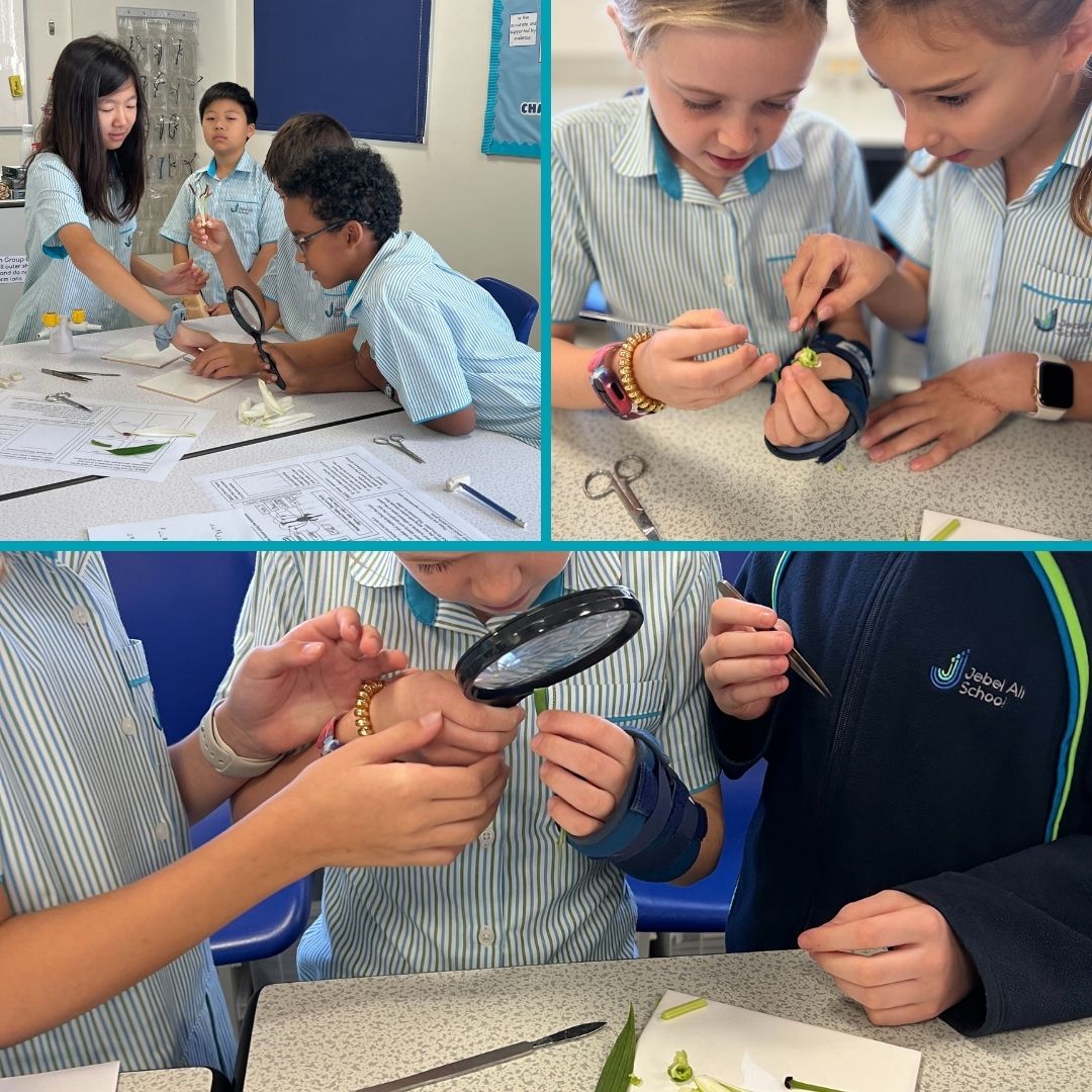 jebelalischool's tweet photo. Last week, Yr 5 took their learning about the anatomy of flowers to the Secondary Science labs to dissect flowers. A great opportunity for them to be in the secondary environment.
#Become #JASTransition #JASPrimary #JASSecondary #JASScience #InspiringYoungMinds @Taaleem https://t.co/L0AAeb5guK
