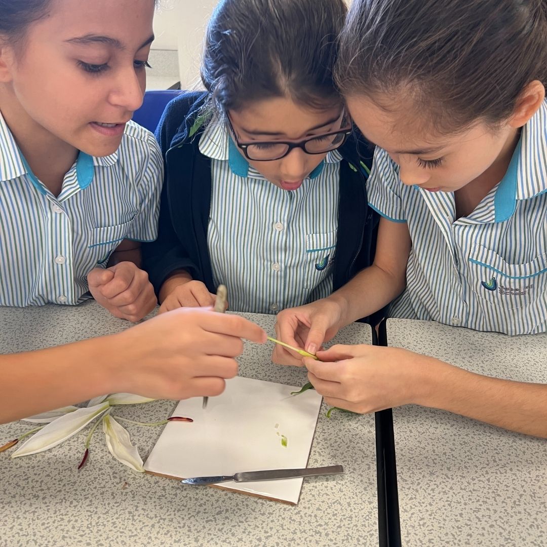 jebelalischool's tweet photo. Last week, Yr 5 took their learning about the anatomy of flowers to the Secondary Science labs to dissect flowers. A great opportunity for them to be in the secondary environment.
#Become #JASTransition #JASPrimary #JASSecondary #JASScience #InspiringYoungMinds @Taaleem https://t.co/L0AAeb5guK