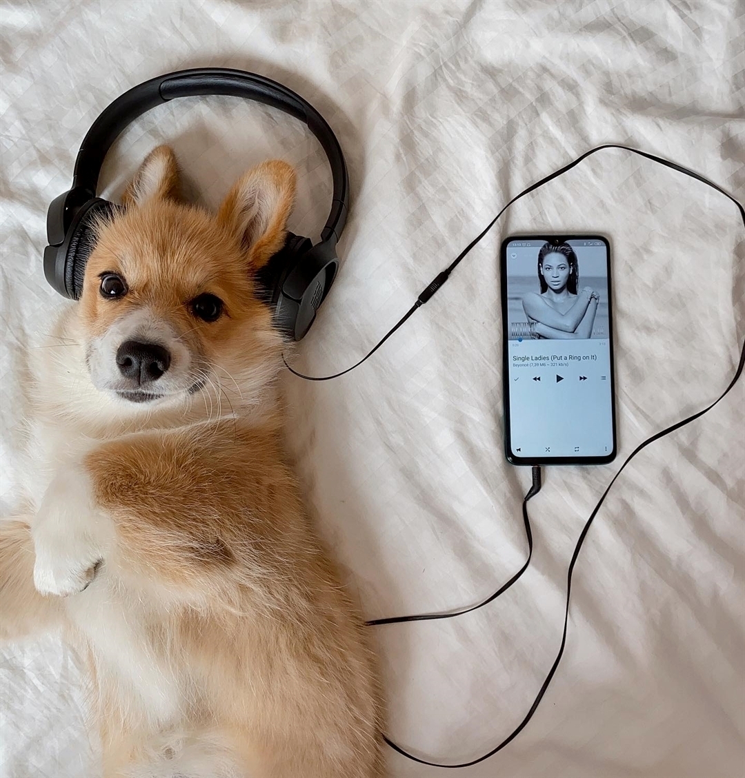 He’s just making sure the hoomans paid him enough cheese tax!🧀🧐

#corgi #corgipuppy #corgination #corgilife #corgisofinstagram #corgicommunity #corgis #corgibutt #corgigram #corgigram_ #corgiaddict #corgiplanet #corgilove #corgifeed #corgipuppies #corgistation #corgioftheday