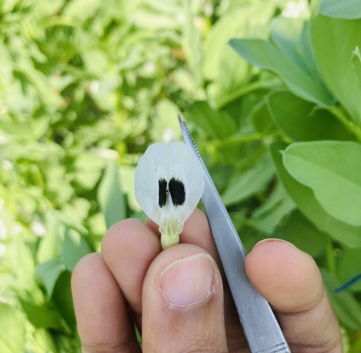 LahkarChayanika's tweet photo. Hands on faba bean breeding @PAU_LDH from Feb diary. https://t.co/9AOZAkYAl5
