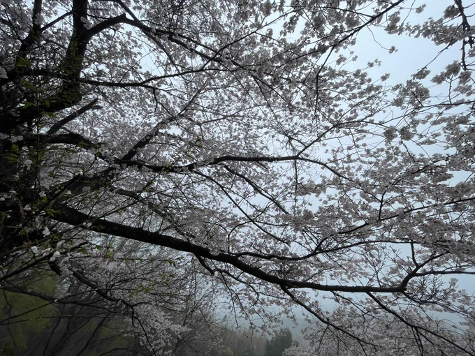 雨桜 