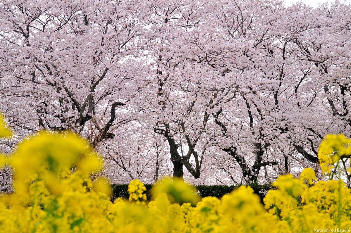 #桜

染井吉野
ソメイヨシノの花言葉は
『精神の美』『高貴』

幸手権現堂桜堤にて。