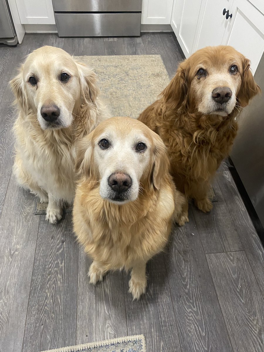 “Okay, Pete and Ernie…quick!  Fall in to ‘triangle formation!’  I tell ya, we’ll get extra treats!”
—Sophie
#dogsoftwitter #dogs #grc #treat #dogcelebration #GoldenRetrievers #extratreats #dogtreats #formation #goldenretriever #DogsOnTwitter