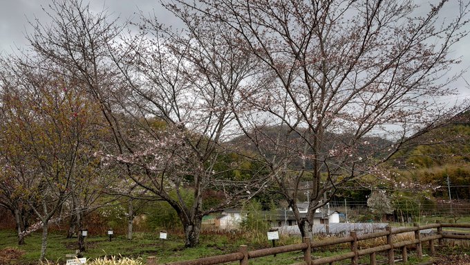 桜を見に来たので#tamayura 