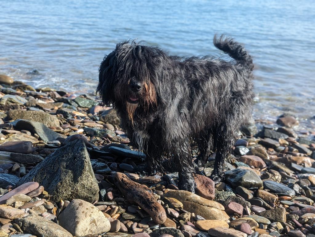 _MollyBear's tweet photo. Bit of a #SplashNDash this morning at @mt_edgcumbe. 
#HappyMorning #DoubleTrouble
#EveryoneLovesAWetDog
🐾💖 https://t.co/jUMQHUtz6r