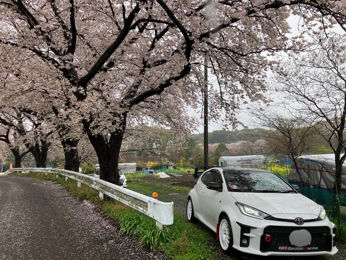 tsukinomiya_usa's tweet photo. 今日また撮り直してきた。
公園の駐車場が空いてたので桜の樹の下でパシャリ。
なんでも清廉なうちが花🌸だから今のうちに写真に残しておかないと…
昨日より雨酷くてびしょびしょ☔️
#GRヤリス
#桜
#RCT5
#ENKEI https://t.co/RtbfSbu9qG