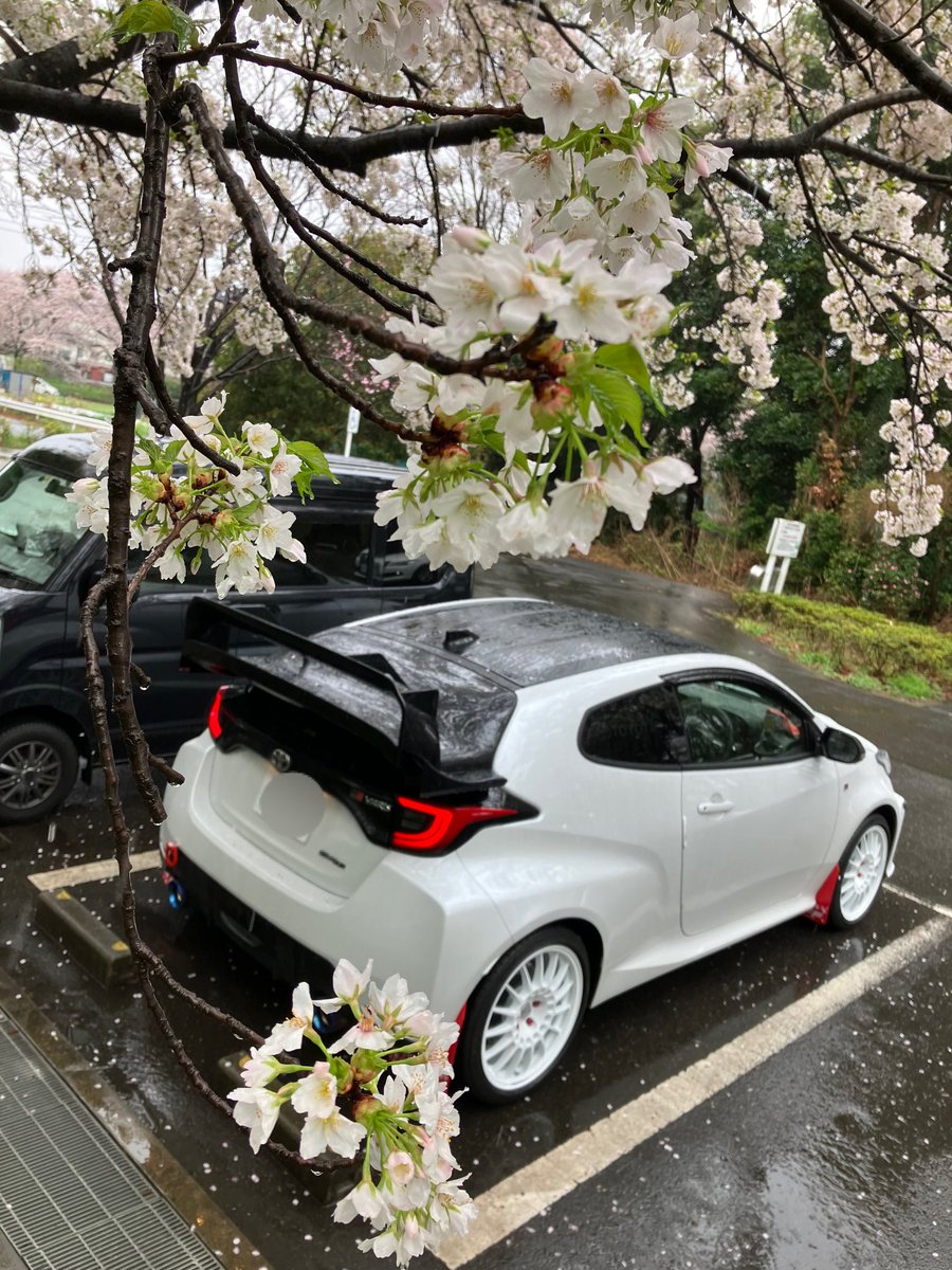 tsukinomiya_usa's tweet photo. 今日また撮り直してきた。
公園の駐車場が空いてたので桜の樹の下でパシャリ。
なんでも清廉なうちが花🌸だから今のうちに写真に残しておかないと…
昨日より雨酷くてびしょびしょ☔️
#GRヤリス
#桜
#RCT5
#ENKEI https://t.co/RtbfSbu9qG