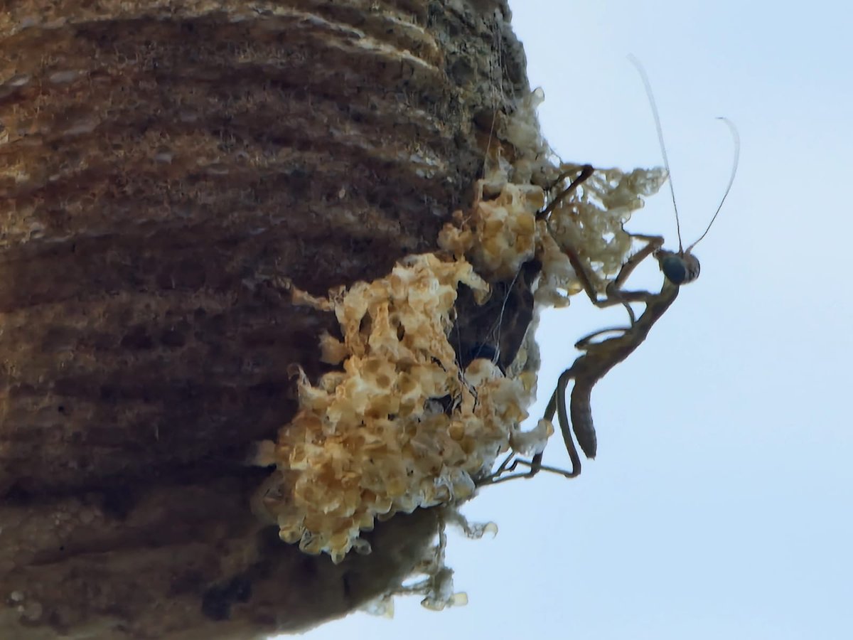 SCalblanque's tweet photo. Cerca del #puntoinfo en #Cobaticas los bebés de mantis religiosa comienzan a salir de su ooteca. Grandes depredadores de insectos, en #Calblanque #Cartagena constituyen el insecticida más ecológico. Protégelas y respétalas, pese a su aspecto de alienígenas, son muy beneficiosas. https://t.co/d9U9kVPZVb