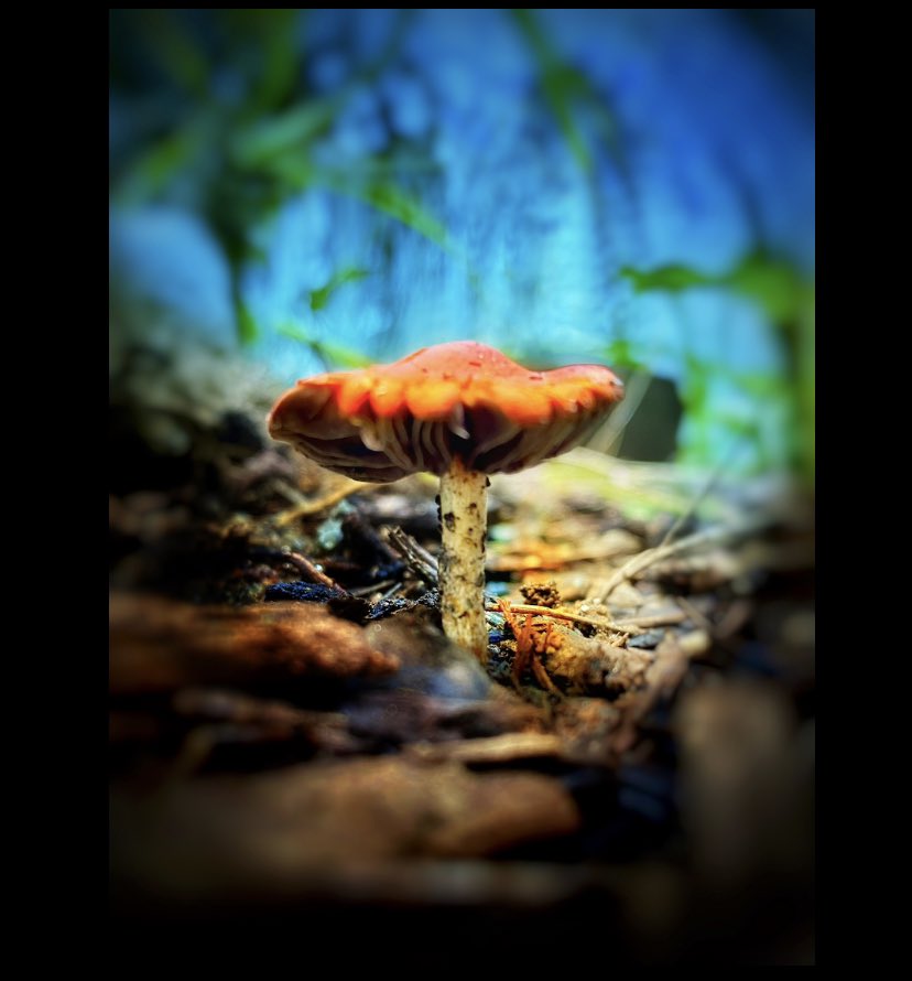 My 3 mushroom photos.  I think they make a nice set.  Someone suggested I make them into note cards.  What do u think? #mushroomphotography #mushroomart #iphoneography #iphoneonly #shroomart #mushroomlover #magicmushrooms #redmushrooms