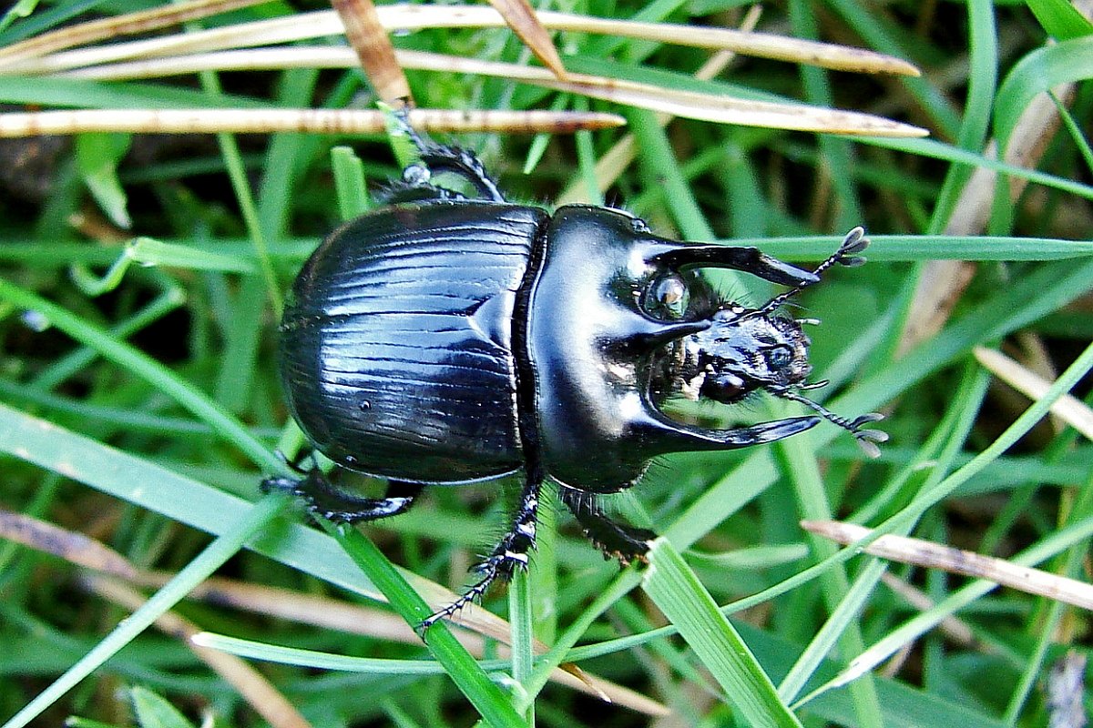 Saufen und Party hin oder her: ich habe ja einen Bildungsauftrag hier auf Twitter 🙃😅. Also hier, bitte schön ein #Stierkäfer (#Typhaeus typhoeus) aus der Familie der #Mistkäfer (#Geotrupidae). Die Männchen haben am Halsschild drei nach vorn gerichtete 'Hörner'. Wie z.B. auch