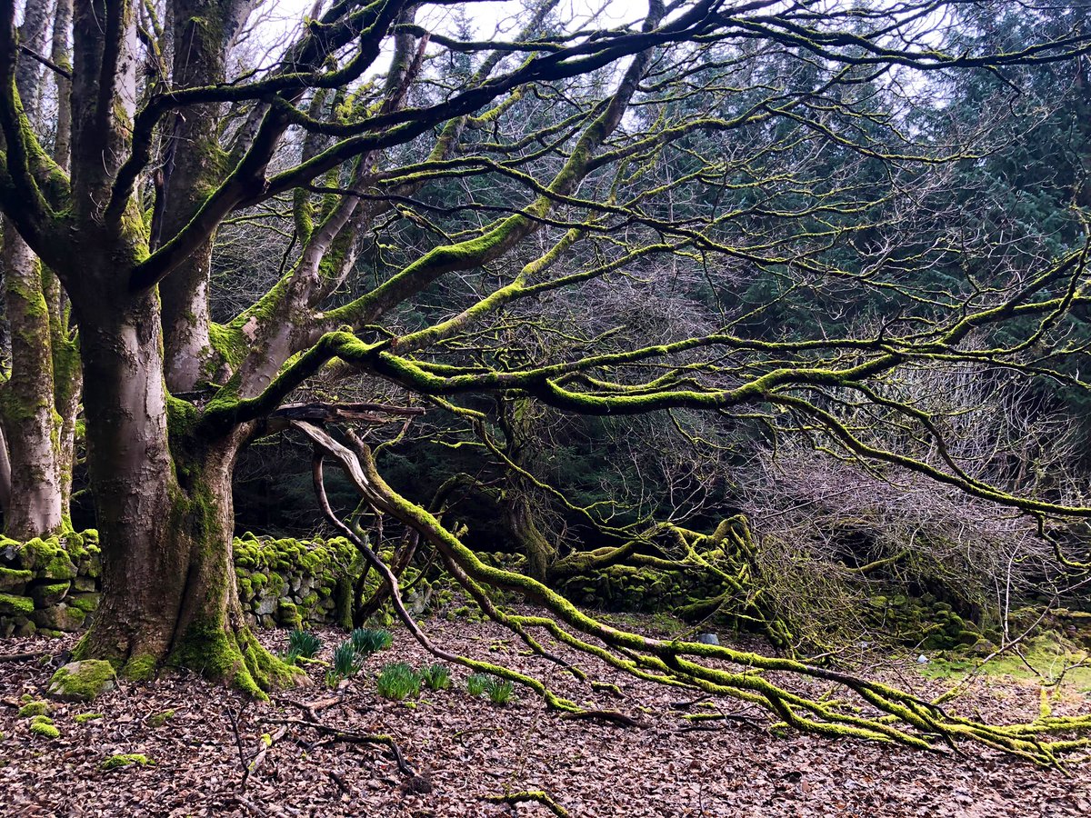Amy_Lauren_'s tweet photo. Some absolutely cracking mossy trees around cairnmude. #treeaday https://t.co/dFZCZOaQA6