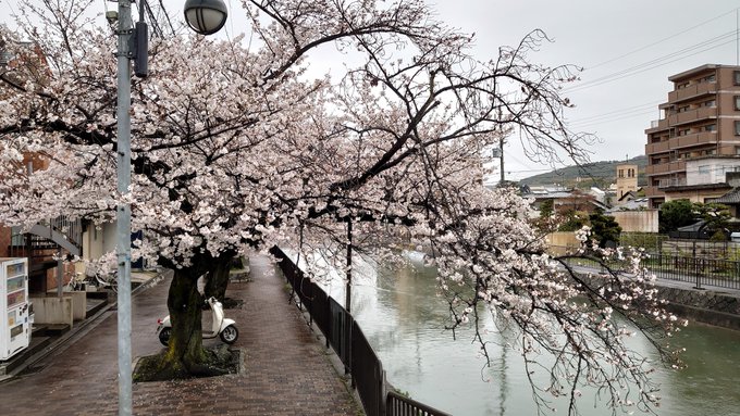 映画の帰りに藤森の桜を見に。小雨のせいか人出も少なく、川辺に咲く桜は風情がありました。#たまこまーけっと #たまこラブス