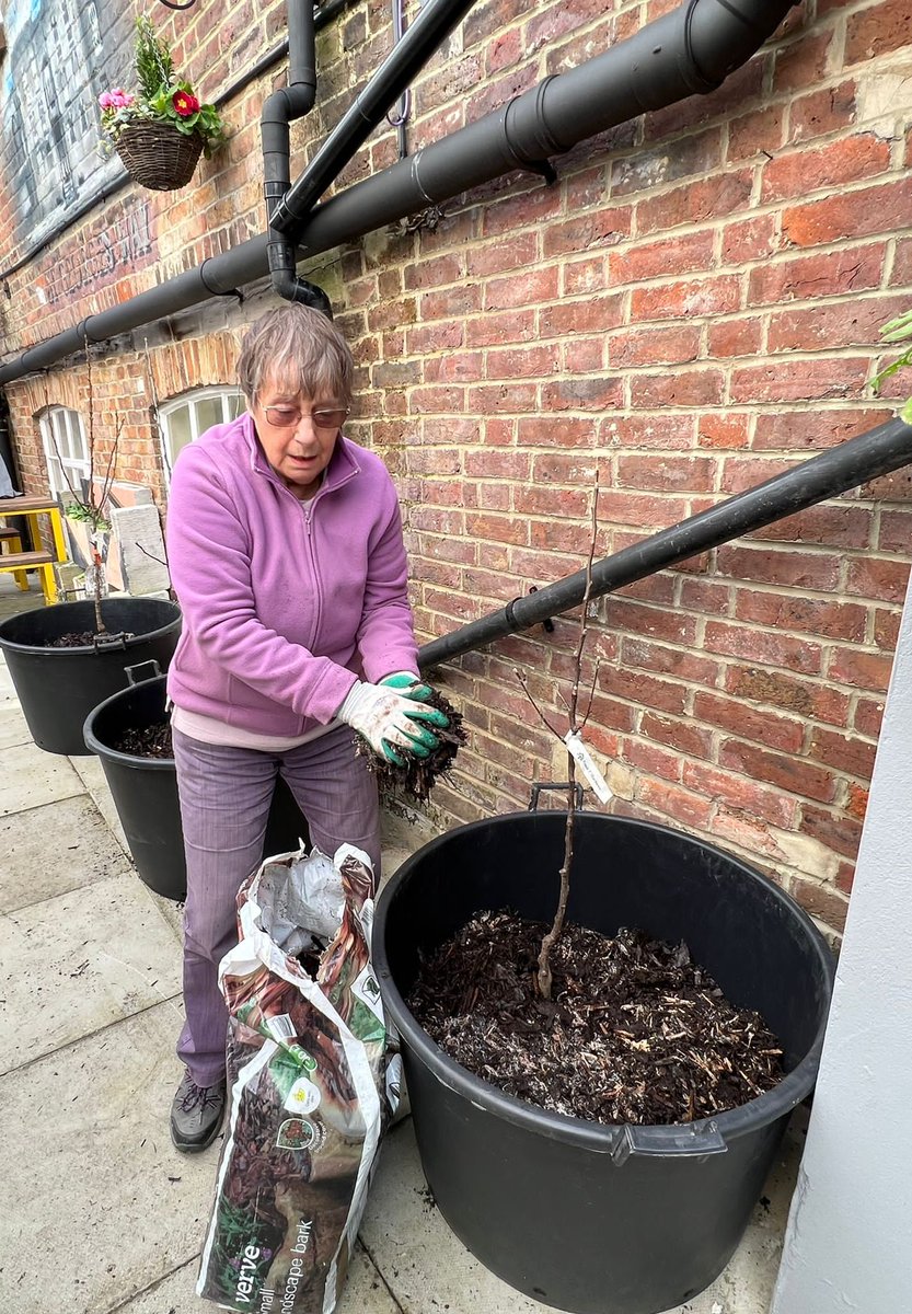 On Saturday 25 March, Dennis, Trish and Pauline planted six fruit trees in large tubs with compost and mulch in the courtyard of St George's Halls of Residence, including an Opal plum & a Cox's Orange pippin. We were rewarded with a cuppa and thanks from the resident chef.
