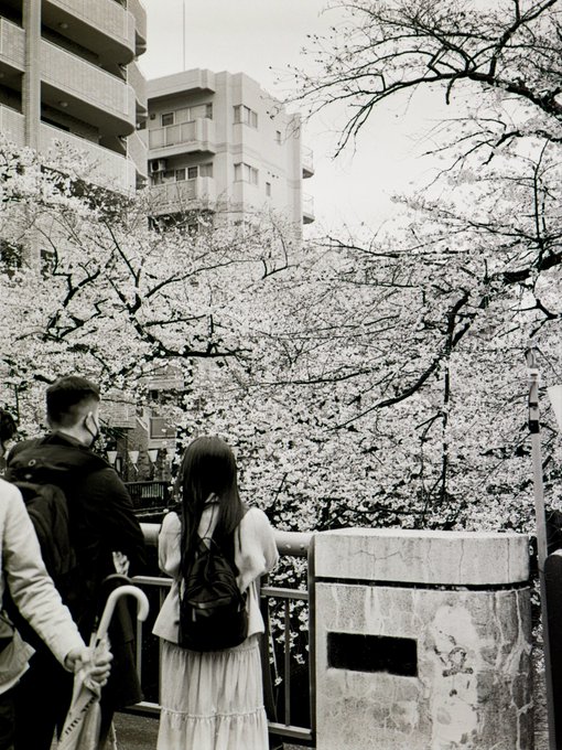 数年ぶりの目黒川の桜をフィルムカメラで#FujicaGS645 #中判カメラ #モノクローム #蛇腹カメラ #フィルムカ