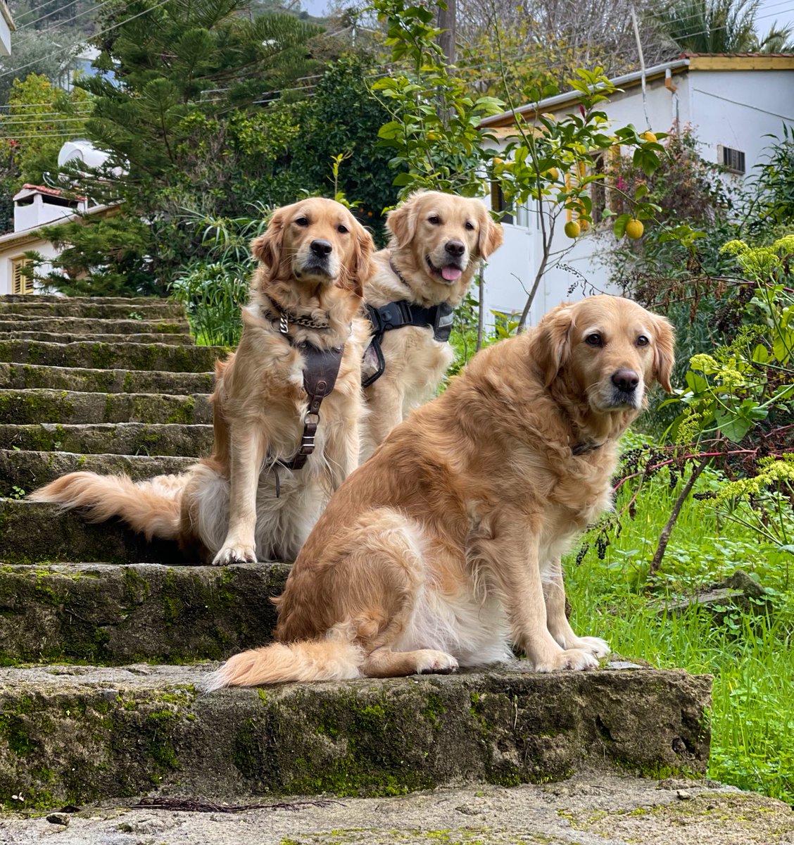 Happy Sunday ☀️💛

#DogsofTwittter #GoldenRetrievers