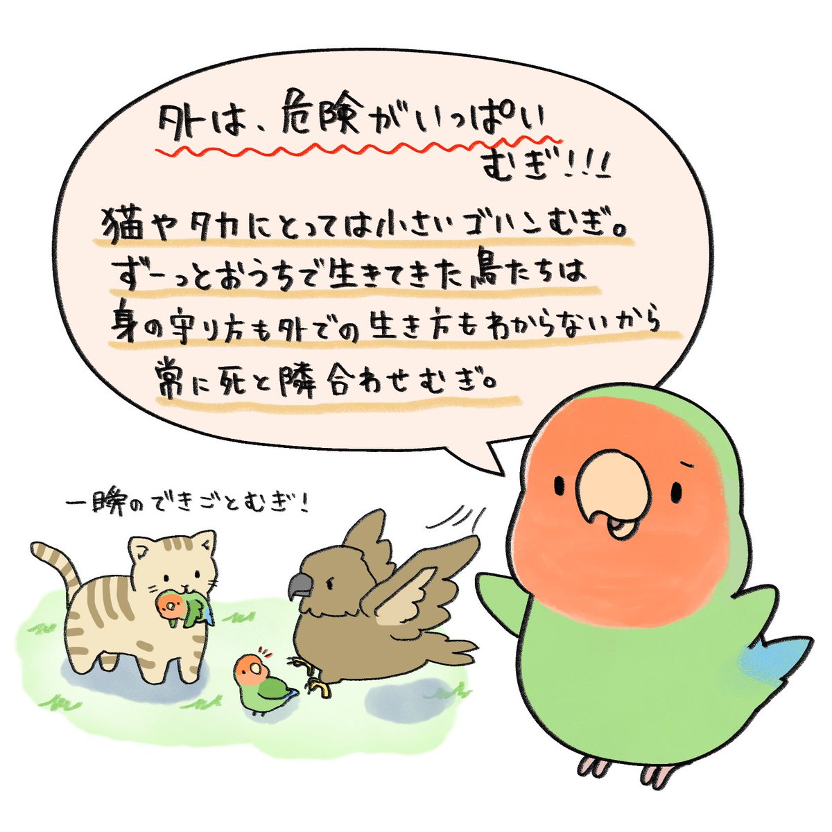chill_chill777's tweet photo. 【鳥のかいぬし様へ】

暖かくなって、外でインコを放して撮影してる様子をチラホラ見かけて心配になったので注意喚起です。

日光浴は必要不可欠だけど、外の世界は危険がいっぱい！

「この子は慣れてるから大丈夫！」ということだけではないということが伝われば幸いです。 https://t.co/Kkkcr18UXy