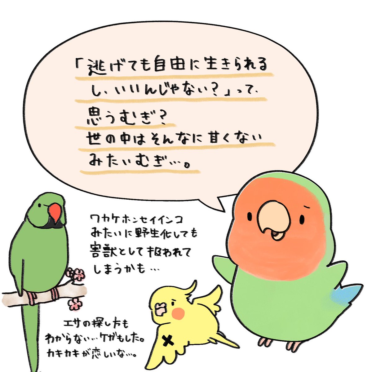 chill_chill777's tweet photo. 【鳥のかいぬし様へ】

暖かくなって、外でインコを放して撮影してる様子をチラホラ見かけて心配になったので注意喚起です。

日光浴は必要不可欠だけど、外の世界は危険がいっぱい！

「この子は慣れてるから大丈夫！」ということだけではないということが伝われば幸いです。 https://t.co/Kkkcr18UXy